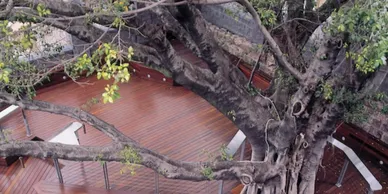 A tree is seen through the branches of a large tree.